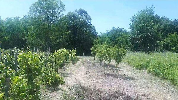 Petőmihályfa képe