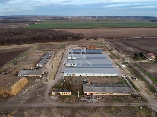 Bárányjárás, Perkáta képe