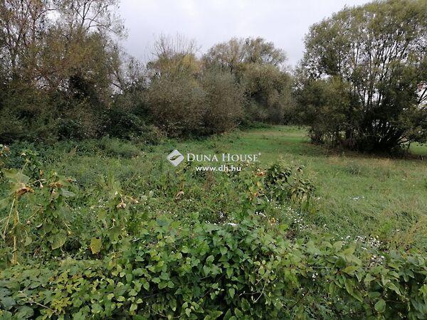 Hunyadi János, Tök képe