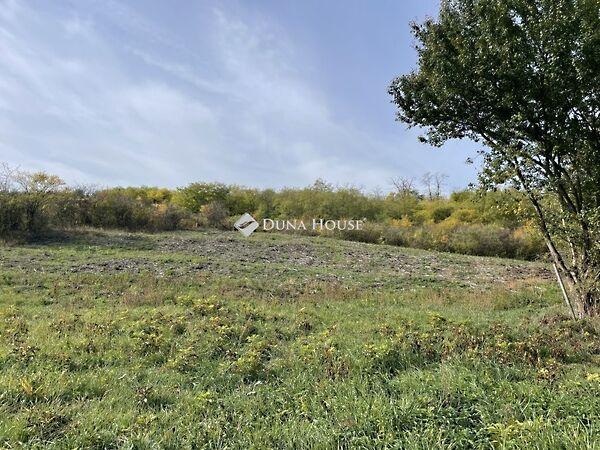 Királyvölgy, Tinnye képe