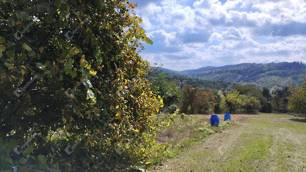 Homoktövis, Zalaegerszeg képe