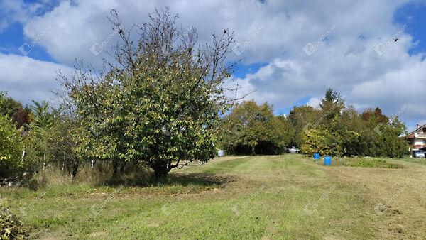 Homoktövis, Zalaegerszeg képe