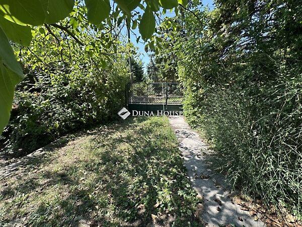 Búzavirág, Szentendre képe