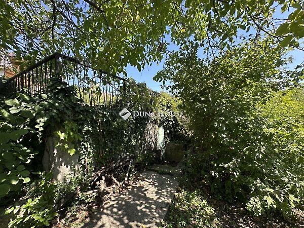 Búzavirág, Szentendre képe