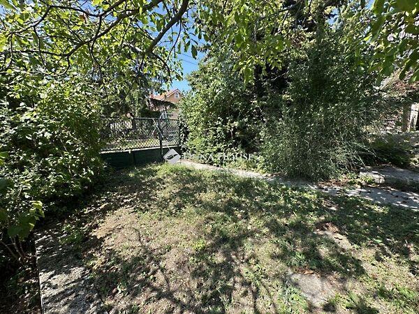 Búzavirág, Szentendre képe