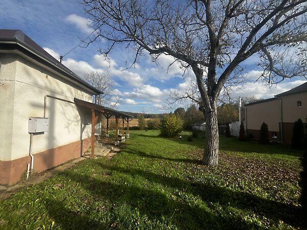 Zrínyi Miklós, Borsfa képe