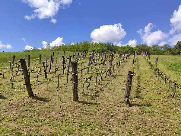 Zalaszentgrót képe