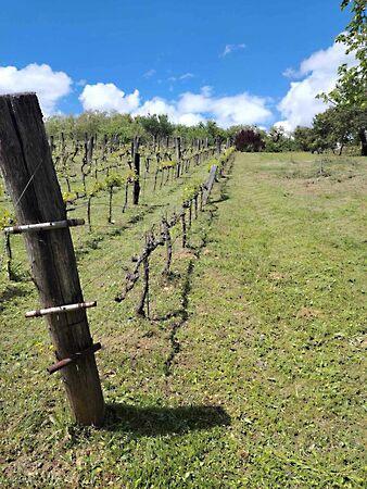 Zalaszentgrót képe