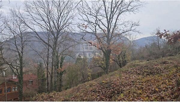 Búzavirág, Csobánka képe