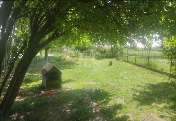 Napraforgó, Szigetújfalu képe