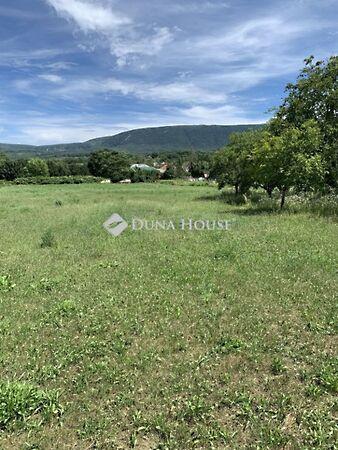 Viola, Piliscsév képe