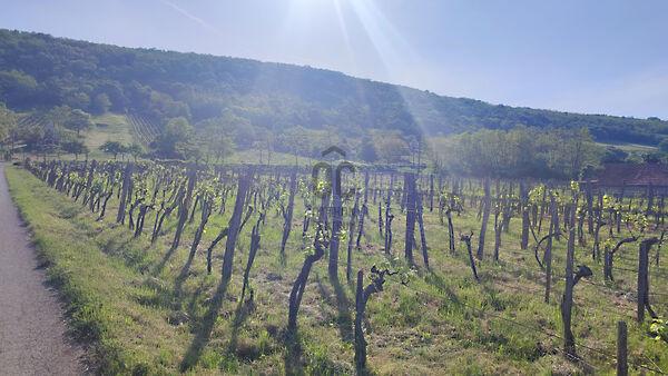 Monostorapáti képe