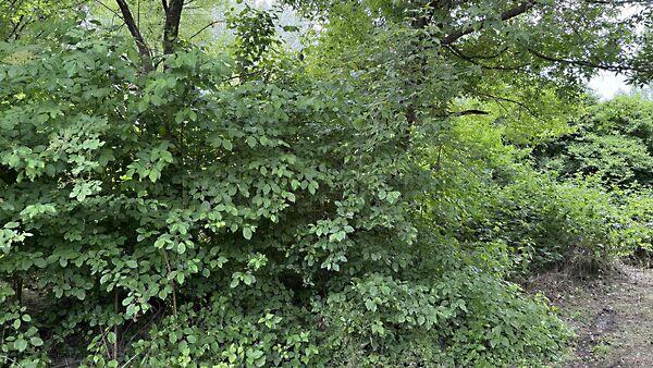 Balatongyörök képe