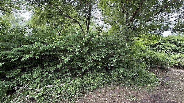 Balatongyörök képe