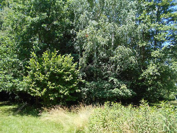 Kossuth, Hegyhátszentjakab képe