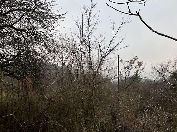 Rigó, Budaörs képe