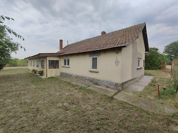 Útifű, Szeged képe