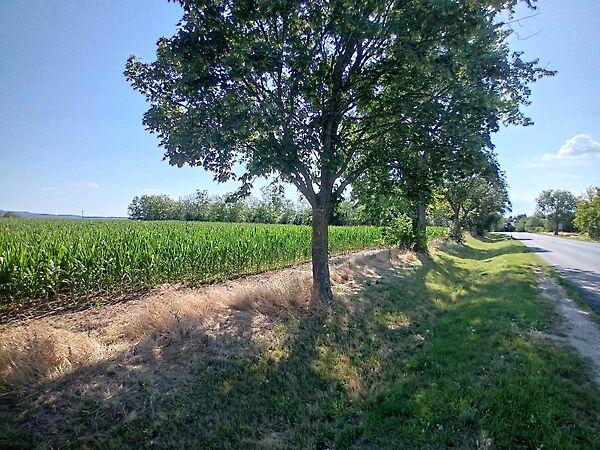 Balatonszárszó képe