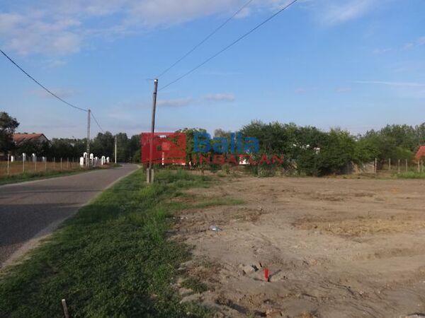 Darázs, Tiszakécske képe