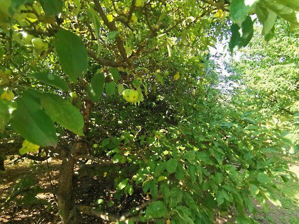 Iszkaszentgyörgy képe