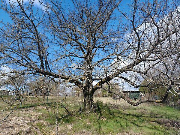 Cseri szőlők, Úny képe