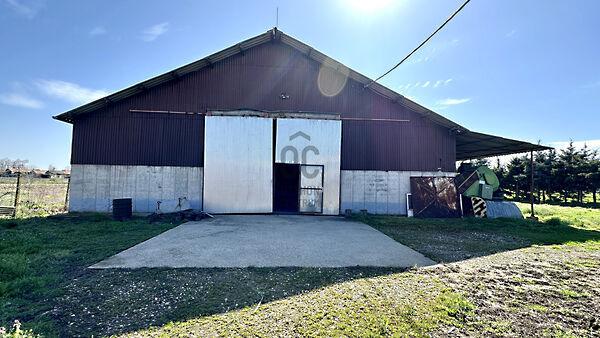 Berekböszörmény képe