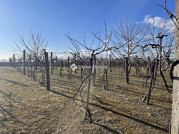 Hományi, Hásságy képe