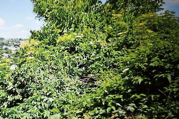 Csúcshegyi, Budapest, III. kerület képe