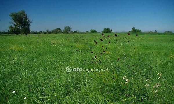 Széchenyi, Székesfehérvár képe