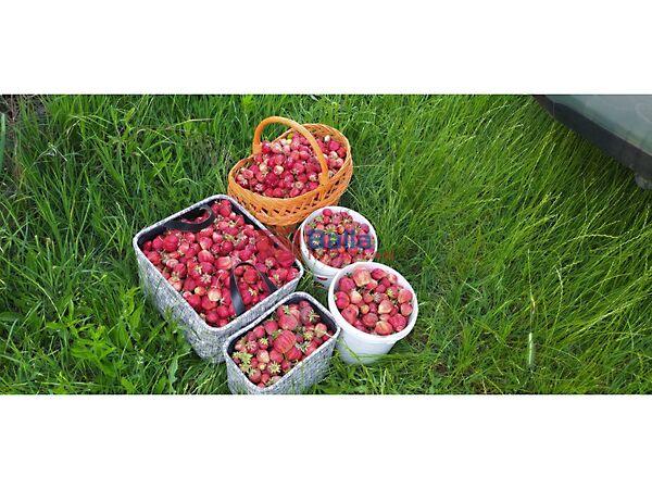 Rákoshegy csendes mellékutcában található, Budapest, XVII. kerület képe