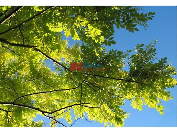 Borjád-Úzd, Sárszentlőrinc képe