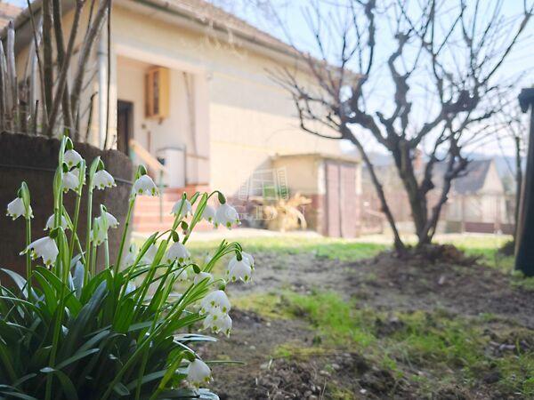 Közkedvelt, Csatár képe