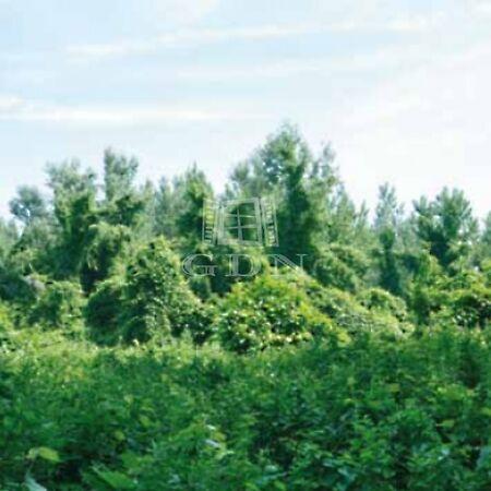 Babosdöbréte, Babosdöbréte 3. képe