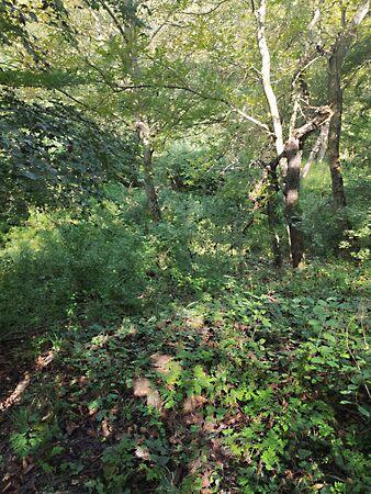 szőlő, Dunabogdány 2. képe