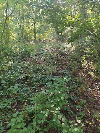 szőlő, Dunabogdány 3. képe