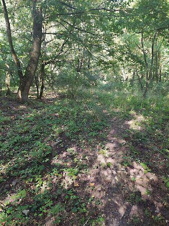 szőlő, Dunabogdány képe