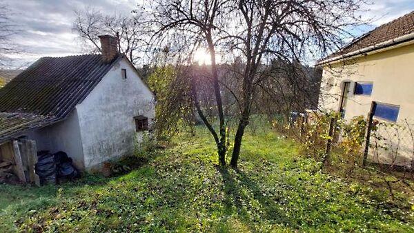 Vadkörte, Kaposvár 2. képe