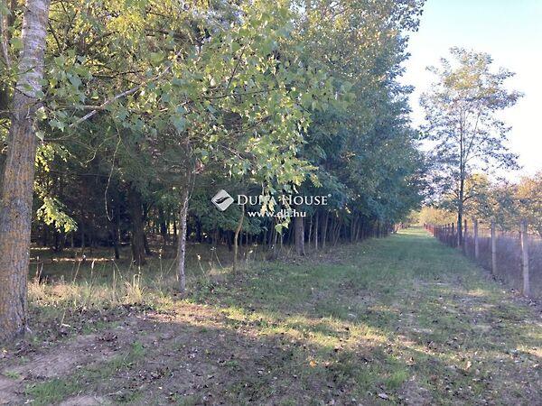 Cserény, Bugac 2. képe