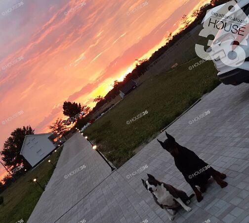 Búza, Délegyháza 3. képe