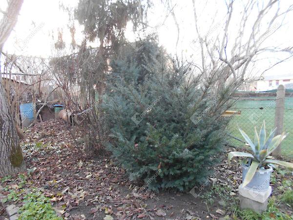 Hock János, Zalaegerszeg képe