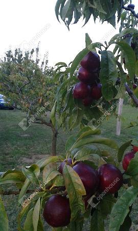 Alsópáhok 3. képe