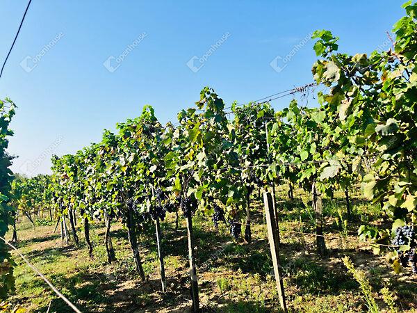 Alsópáhok 3. képe