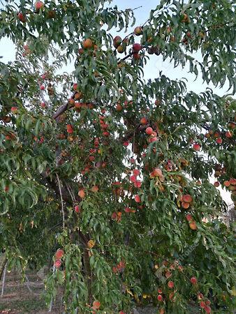 Alsópáhok 2. képe