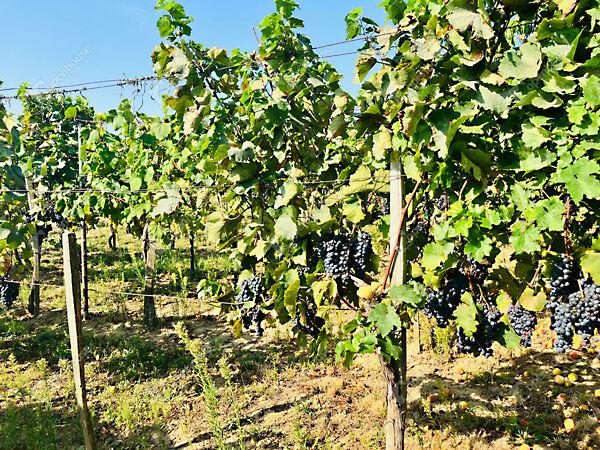 Alsópáhok 2. képe