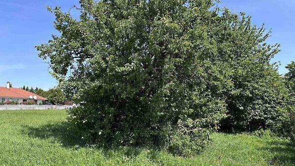 Cserszegtomaj 2. képe