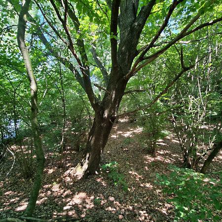 Békésszentandrás 3. képe