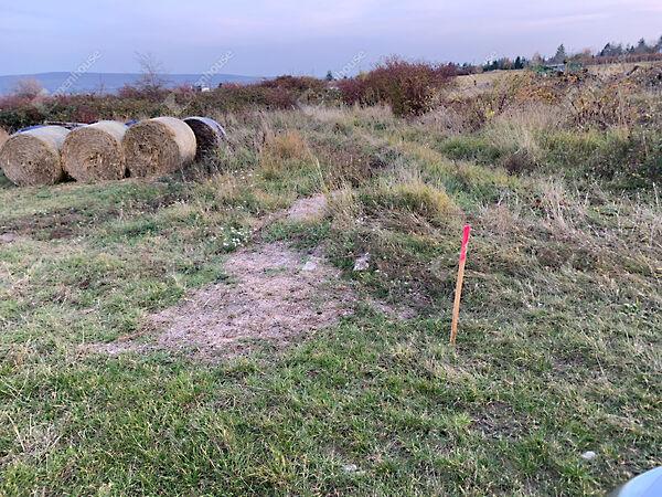 Levendula, Sopron 3. képe