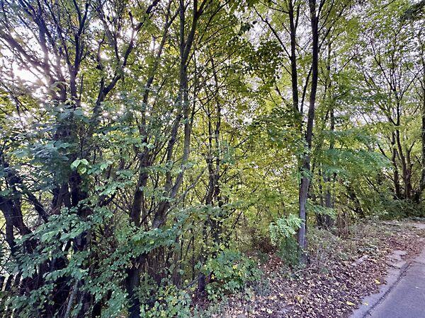 Harkály, Budaörs 2. képe