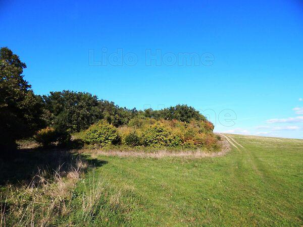 Balatonszőlős képe