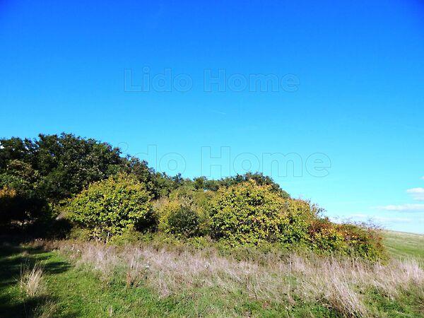 Balatonszőlős 2. képe